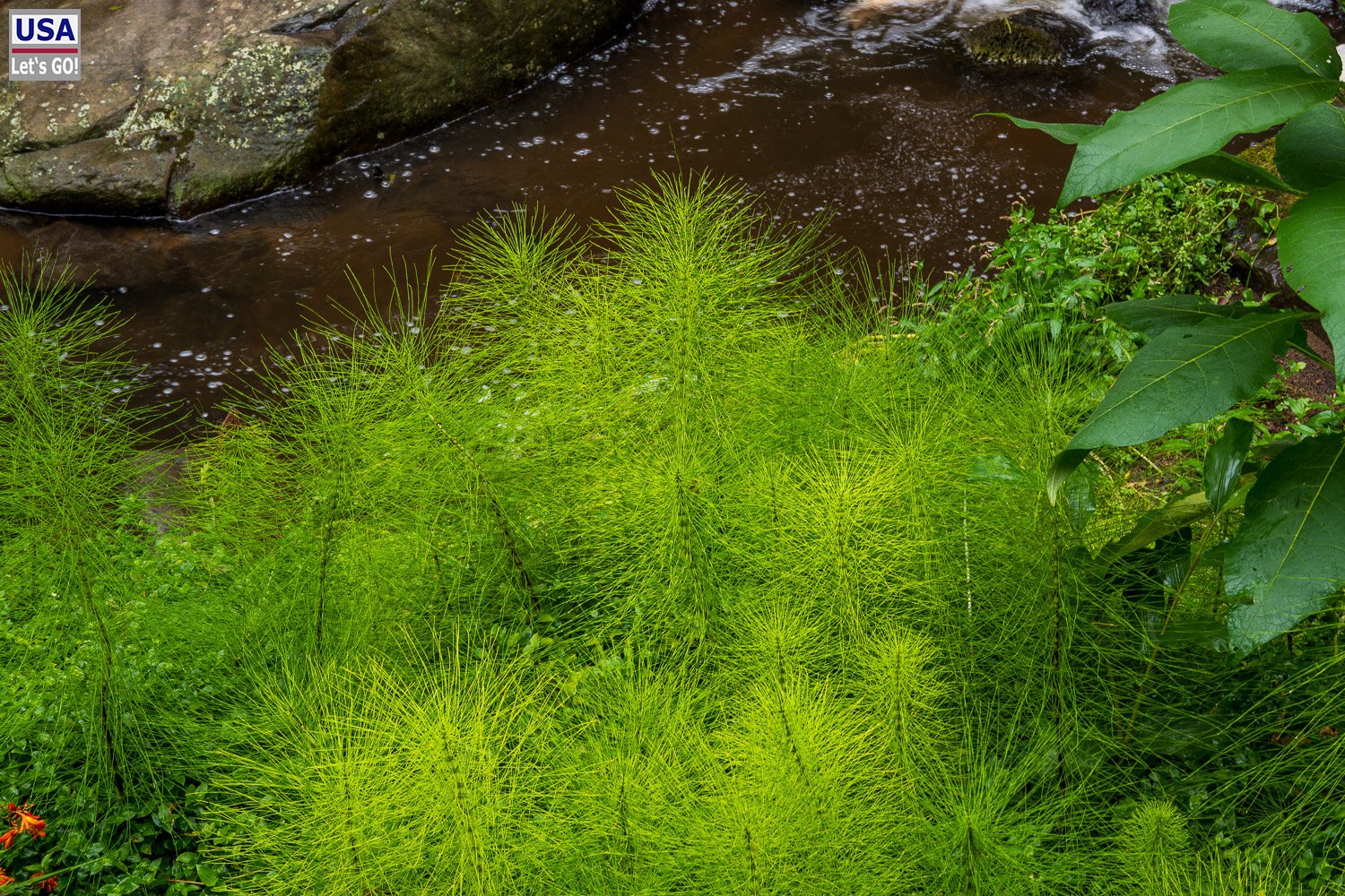 Bach mit leuchtend grünen Pflanzen am Wanderweg