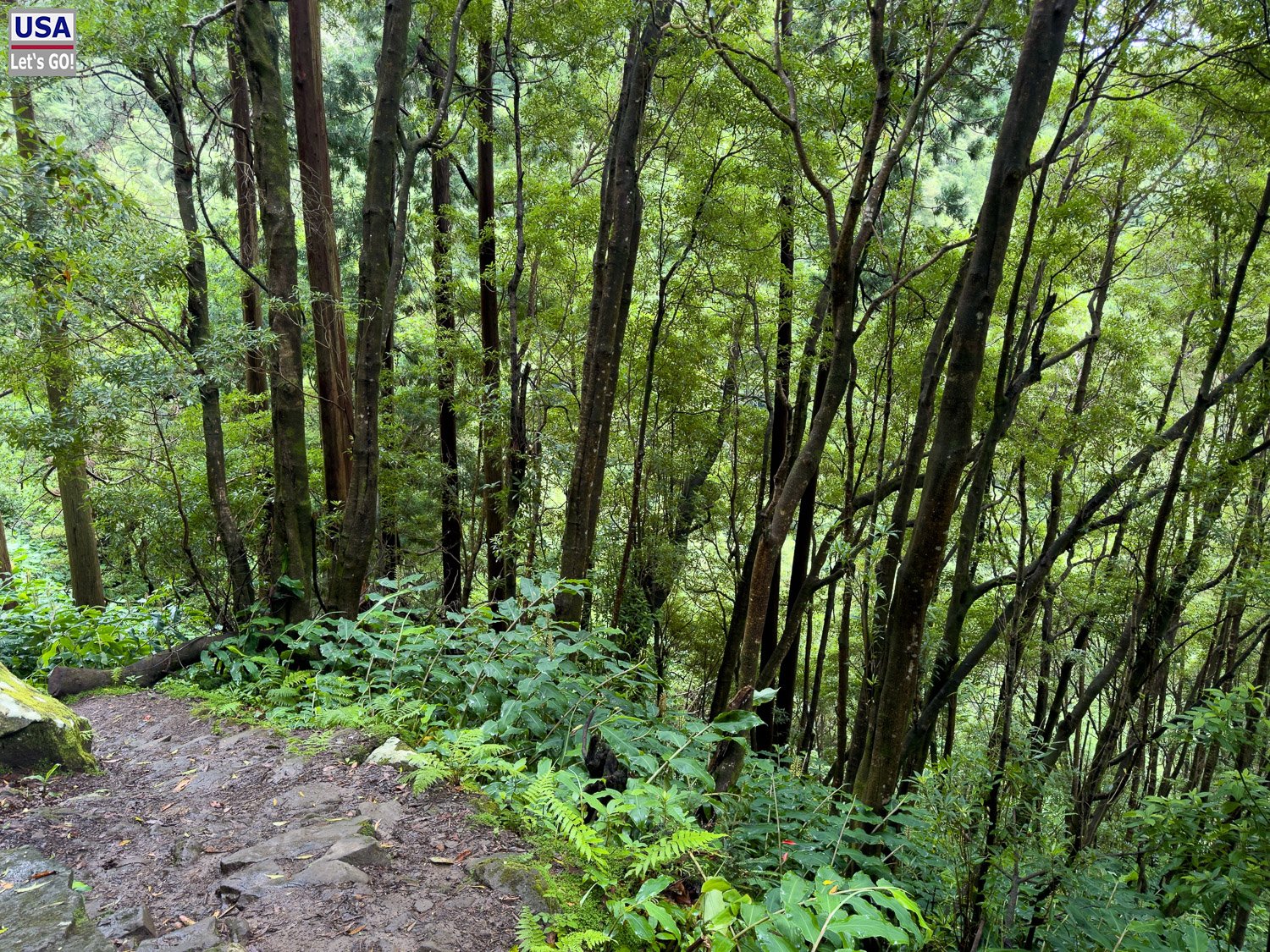 Pfad durch hohen Wald am PRC 09