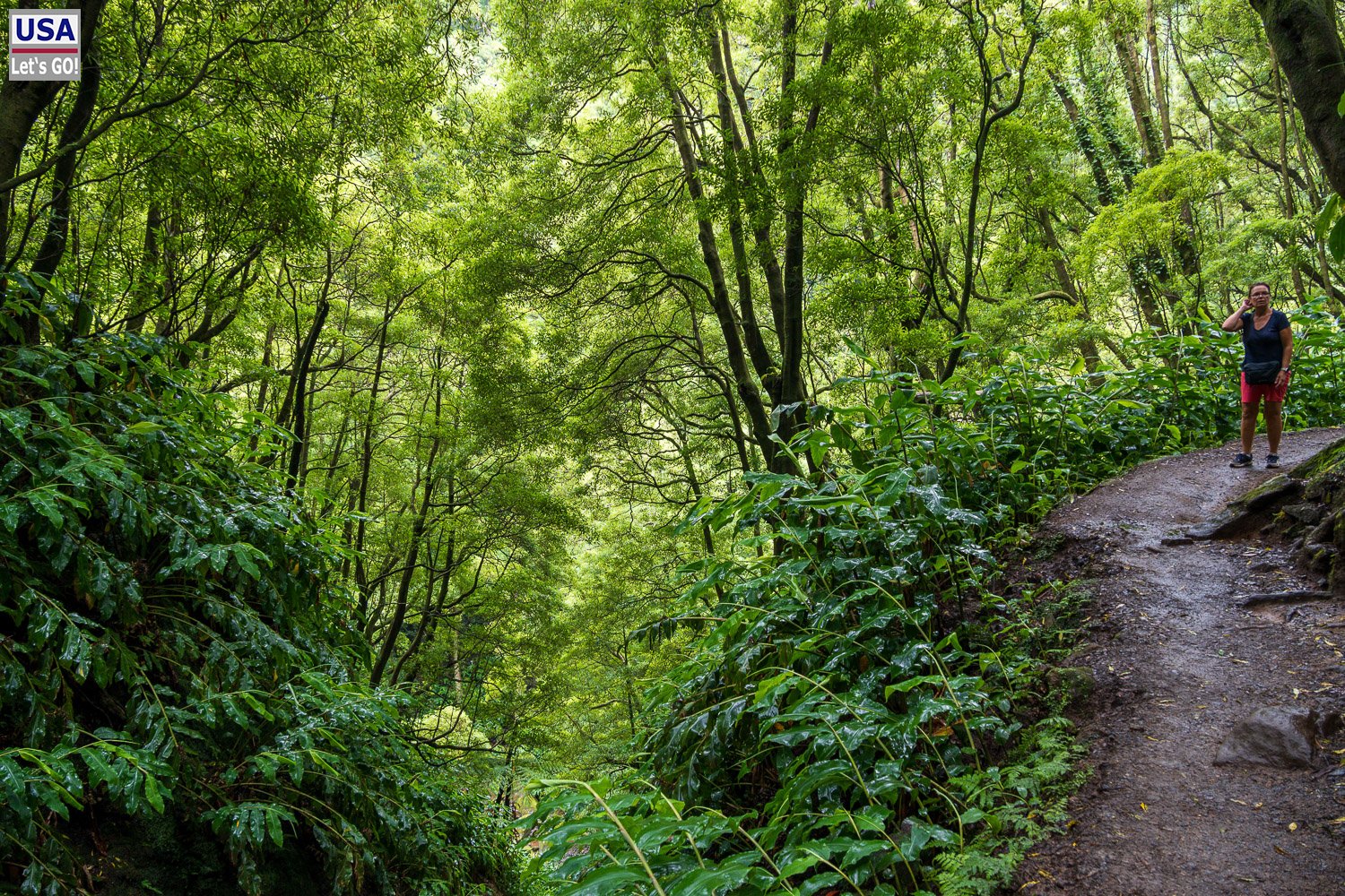 Wanderweg durch dichten Wald