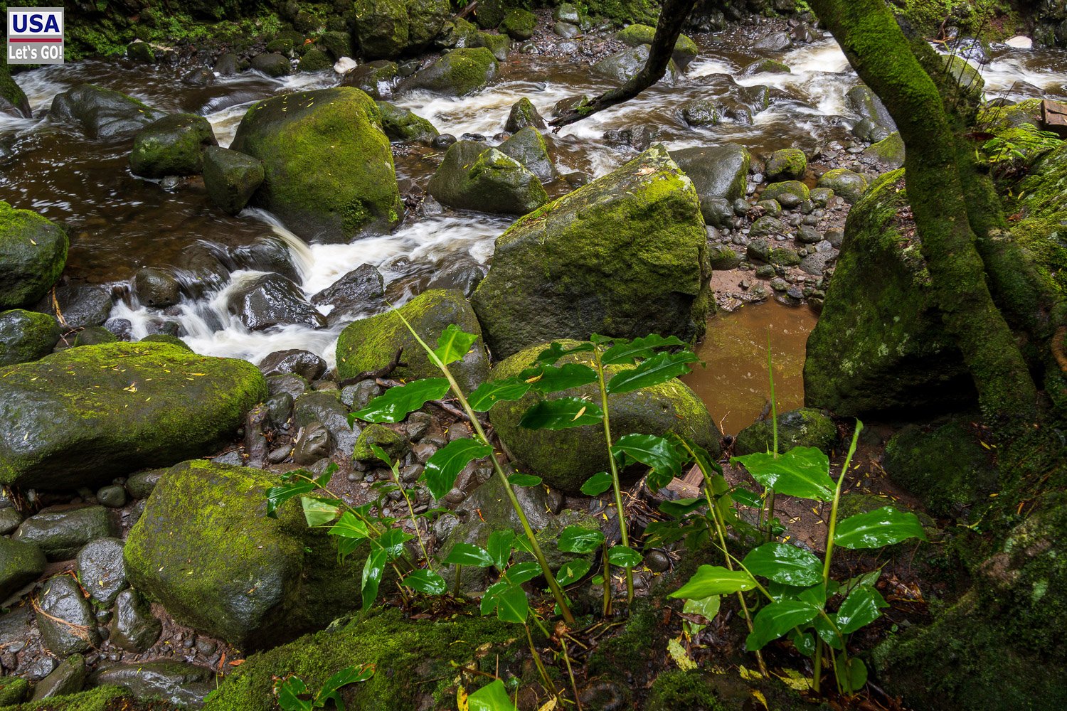 Moosbewachsene Felsen im Bach unterhalb des Salto do Prego