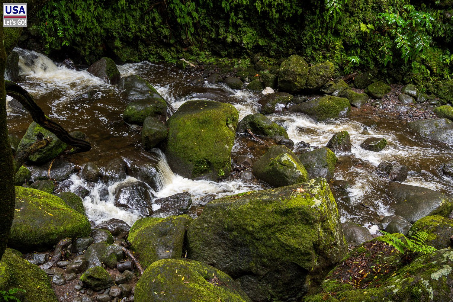 Wildbach mit moosigen Steinen