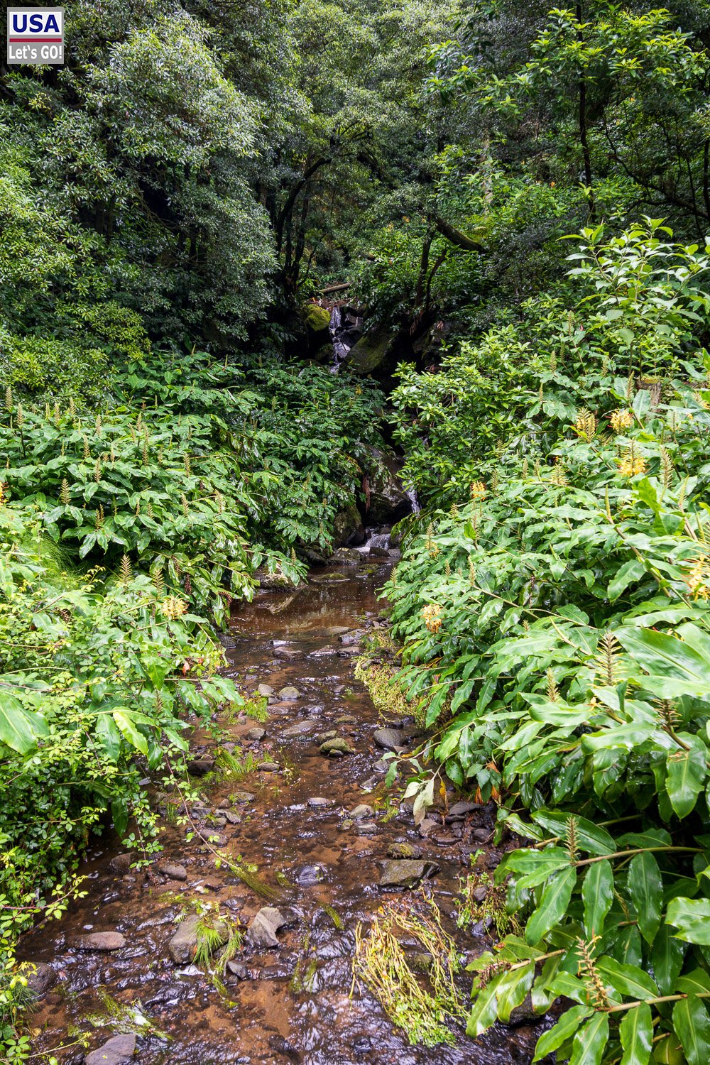 Steiler Pfad durch üppige Vegetation