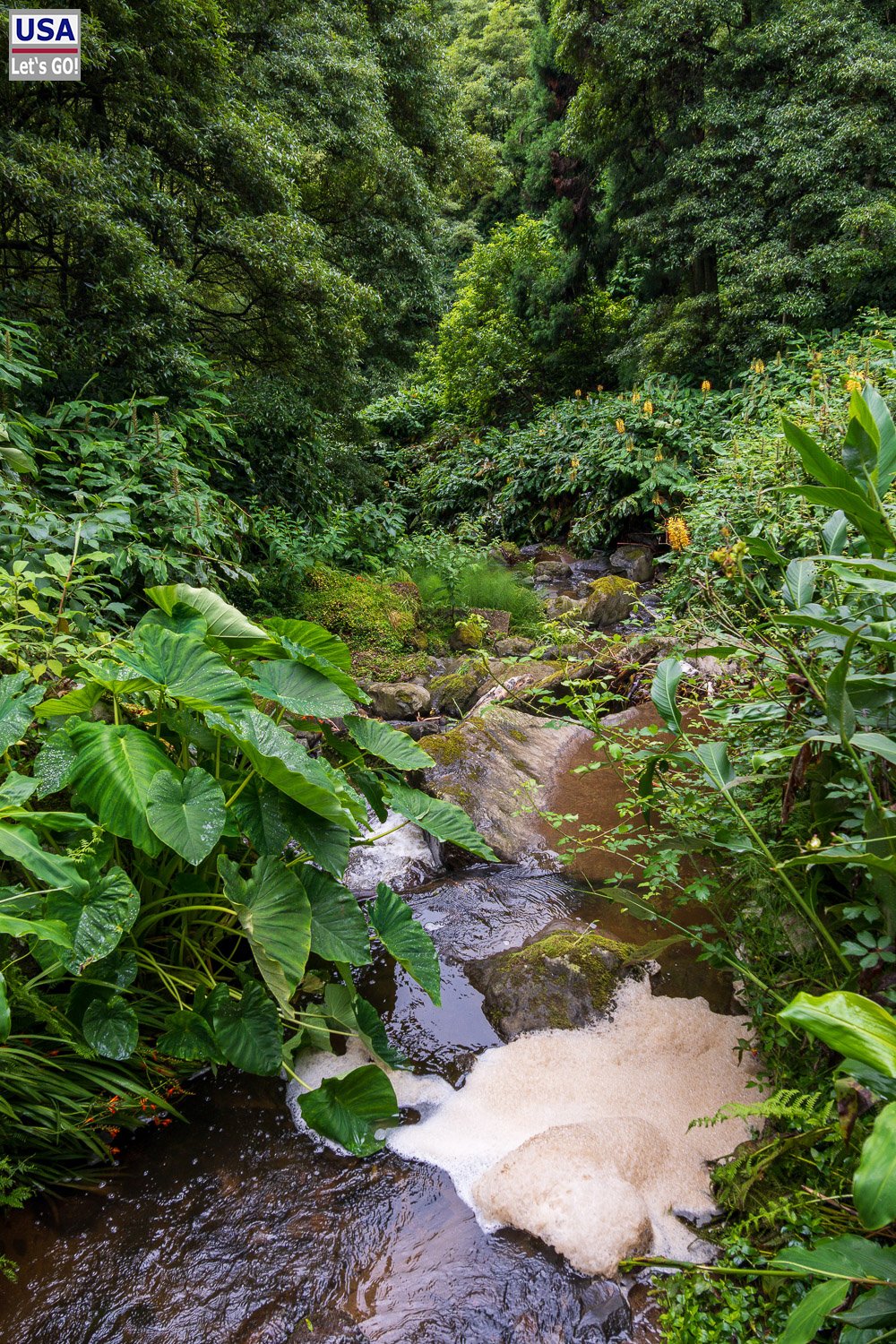 Bach mit großen Blättern im Wald
