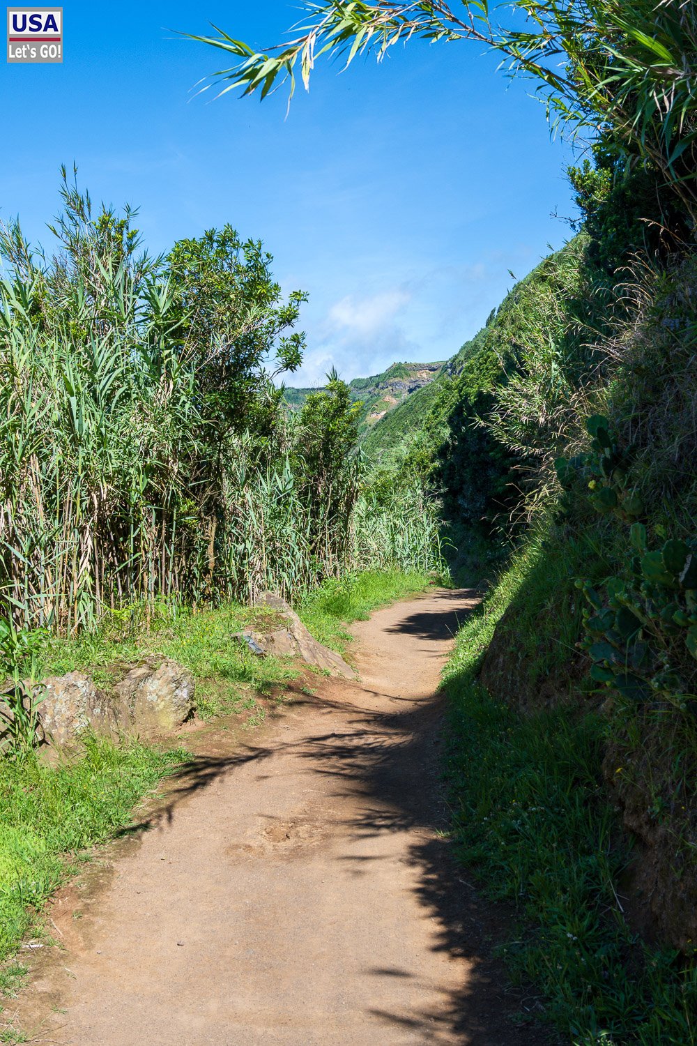 Wanderweg zwischen hohem Schilf