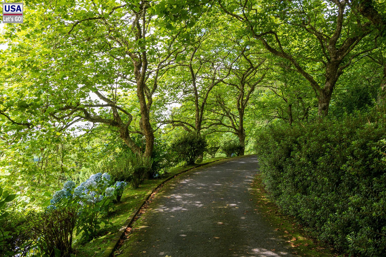 Baumgesäumte Straße zum Miradouro Pico do Ferro