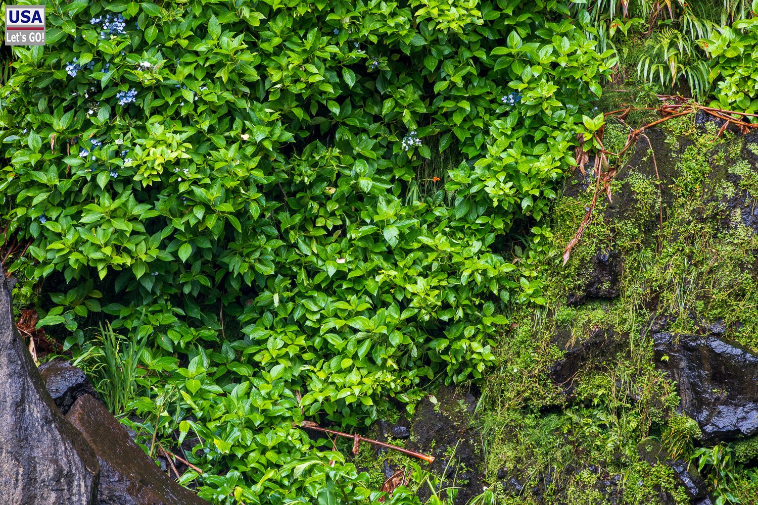 Dichtes Grün an der Felswand
