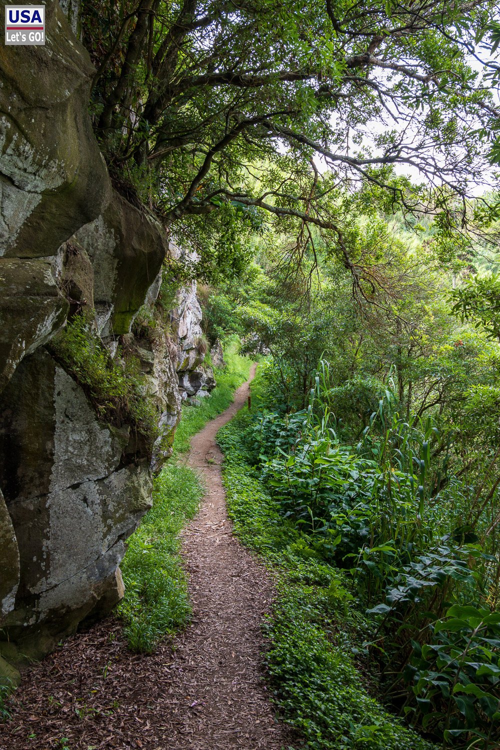 Pfad durch den Urwald bei Salga