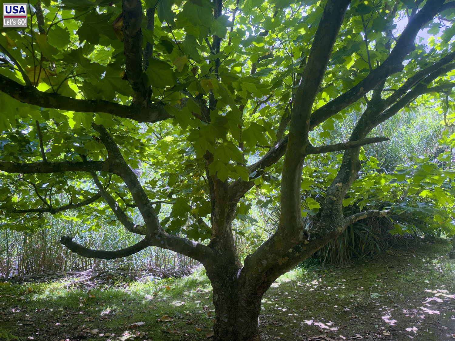 Großer alter Baum am Wanderweg