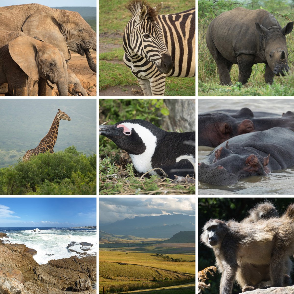 Collage der Südafrika-Reise: Elefanten, Zebra, junges Nashorn, Giraffe, Brillenpinguin, Flusspferde, Brandung an der Felsküste, Hügellandschaft vor den Drakensbergen und Pavian
