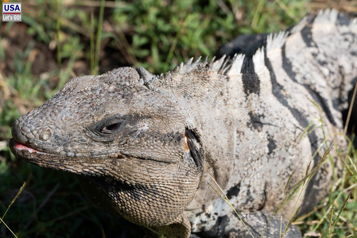 Tulum Leguan