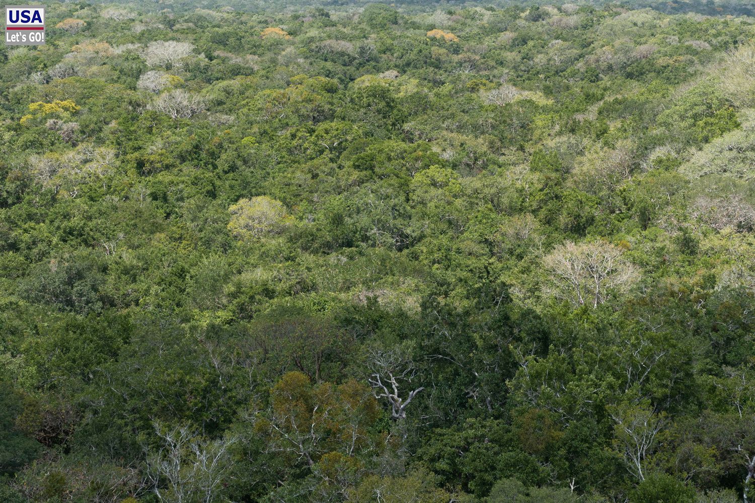 Calakmul Estructura I