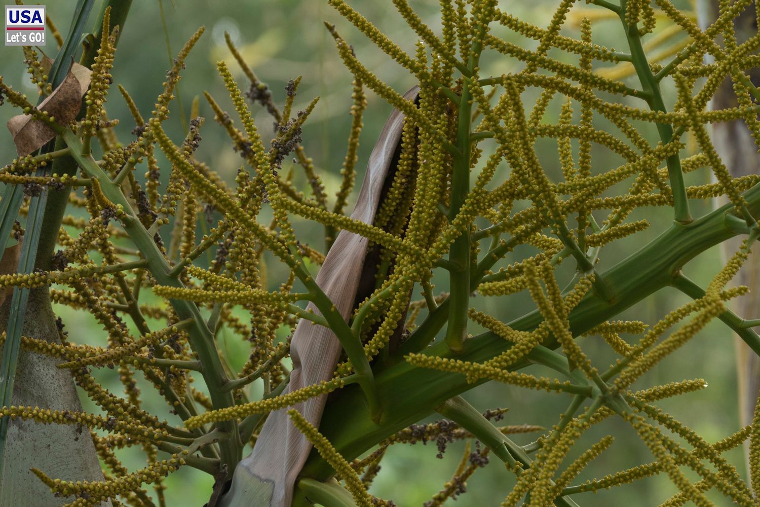 El Colombre Palenque