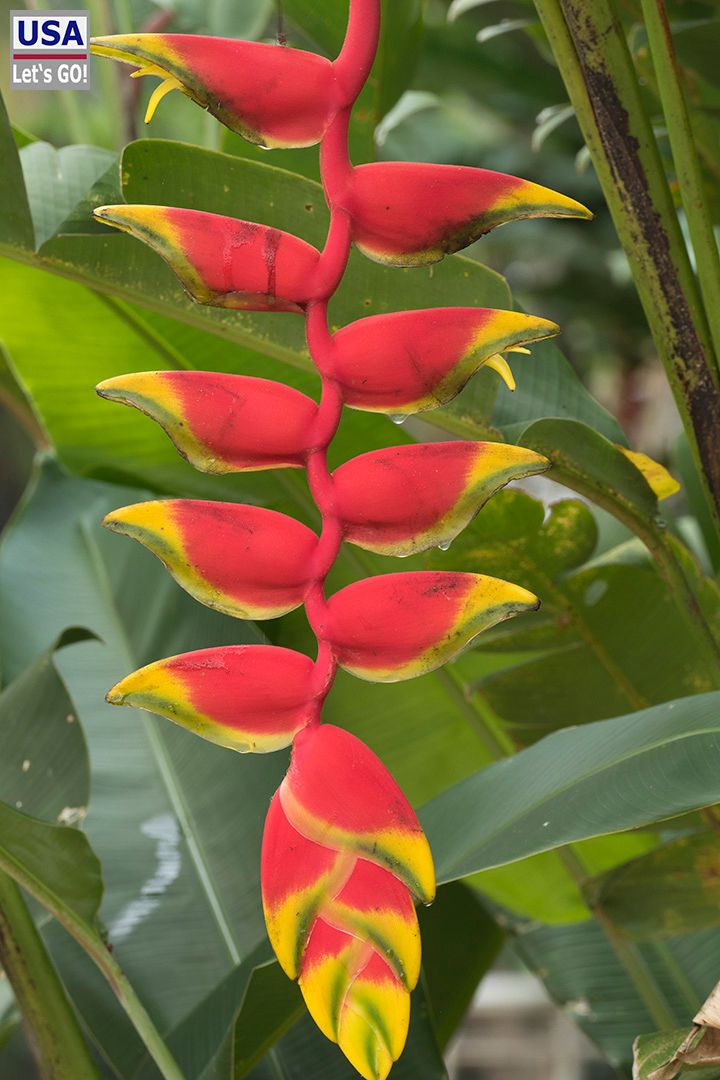 El Colombre Palenque