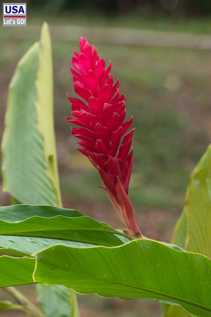 El Colombre Palenque