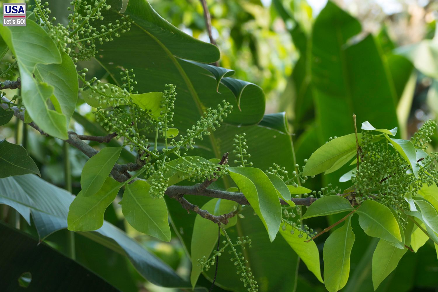 El Colombre Palenque