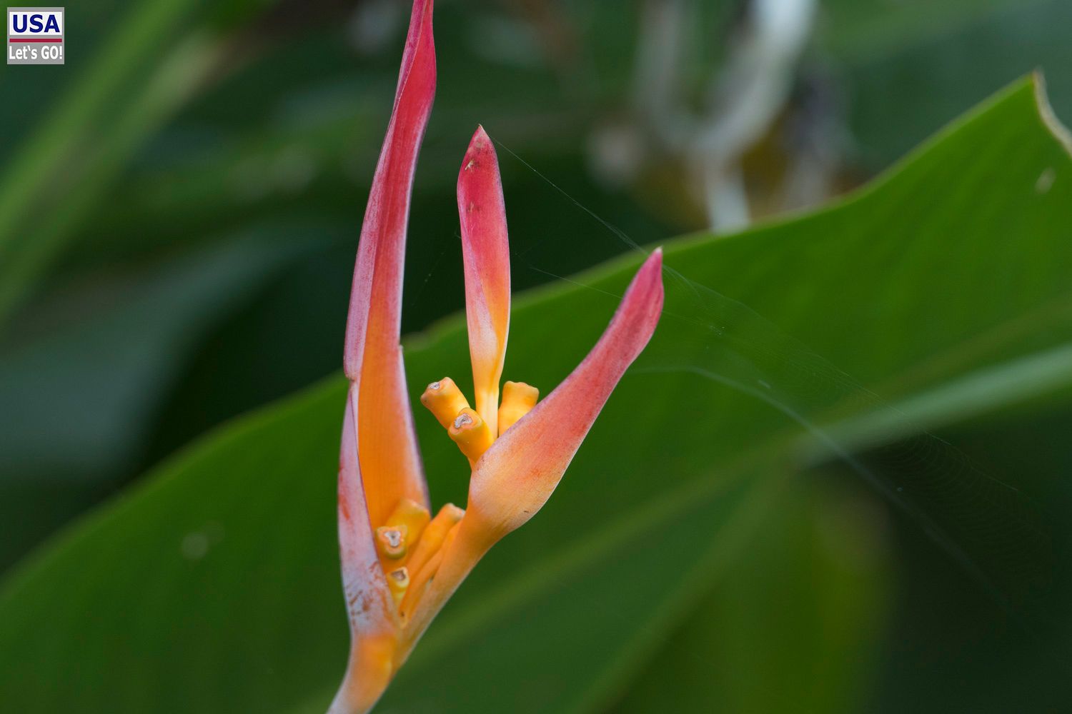 El Colombre Palenque
