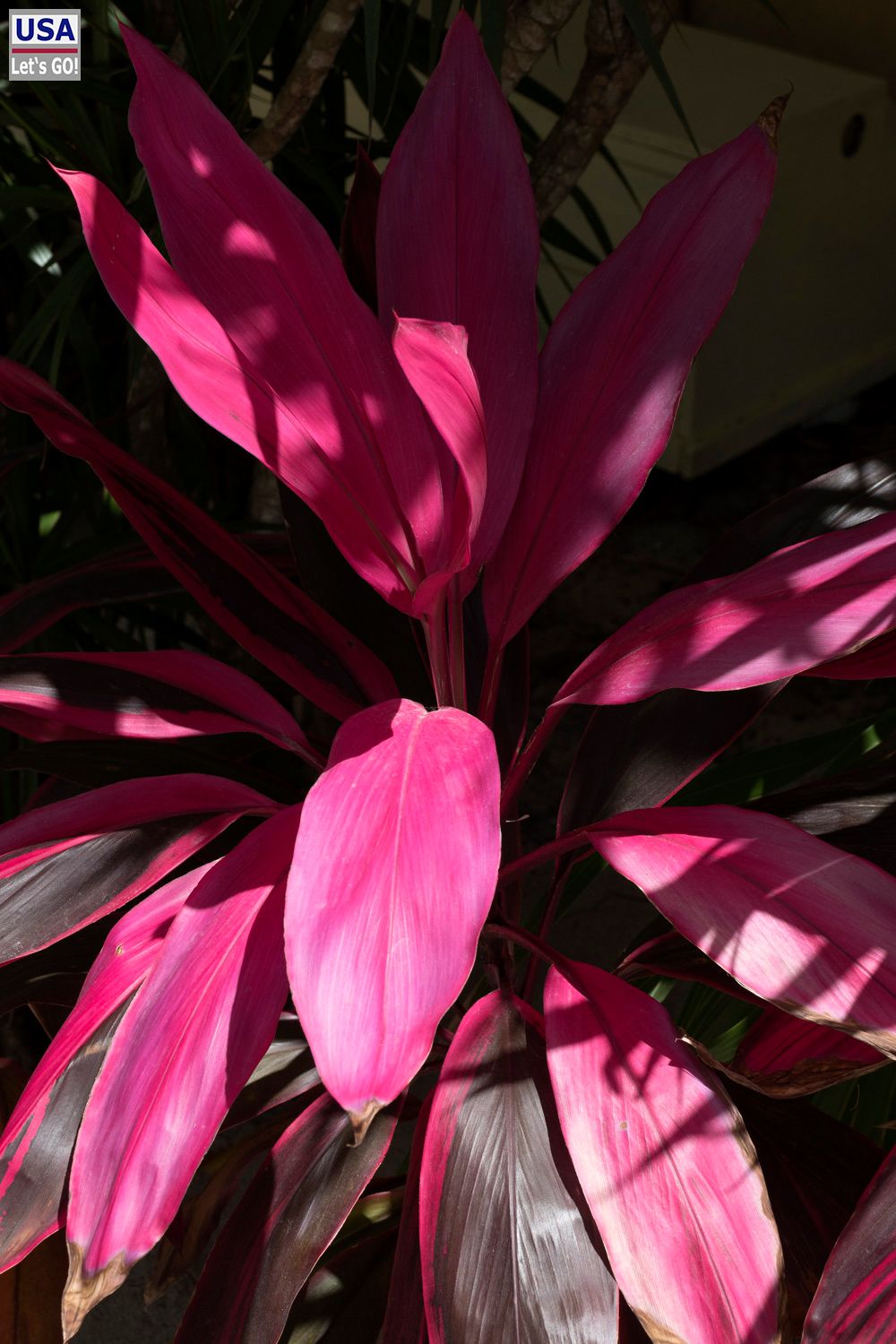 Cozumel Playa Palancar