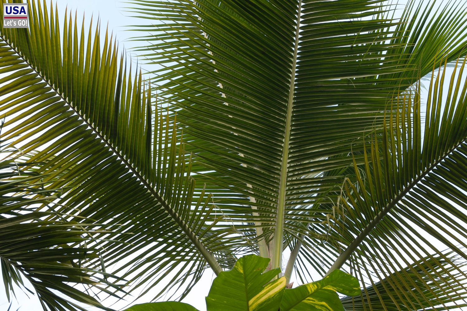 The Palm at Playa