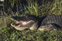Brazos Bend SP (TX)