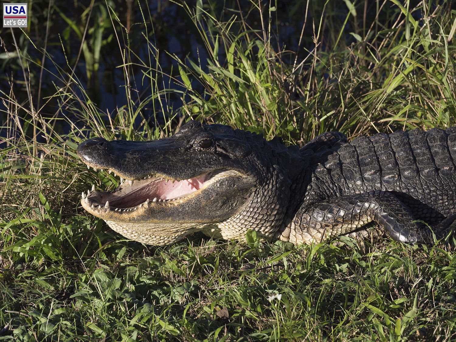 Brazos Bend State Park Alligator