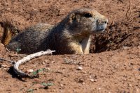 Caprock Canyons State Park (TX)