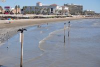 Galveston Island State Park (TX)