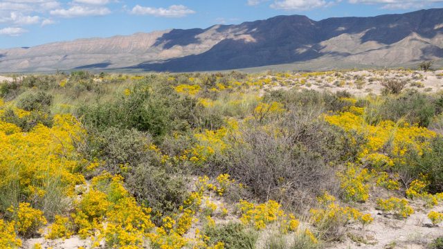 Guadalupe Mountains National Park (TX)