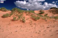 Coral Pink Sand Dunes SP (UT)
